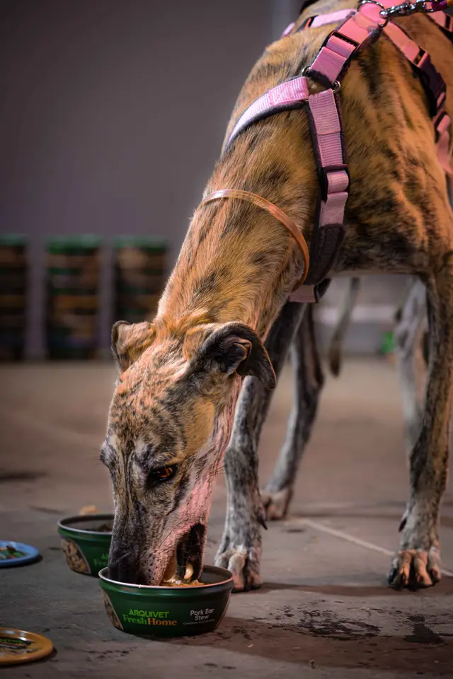 Adopta un Pana, primera edición · foto 29