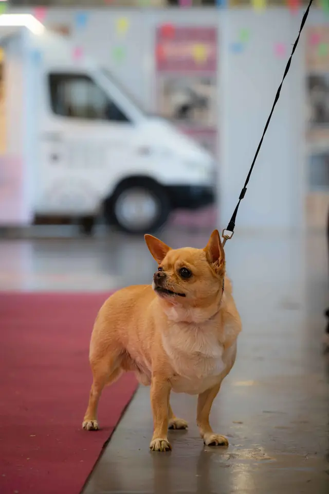 Adopta un Pana, primera edición · foto 37