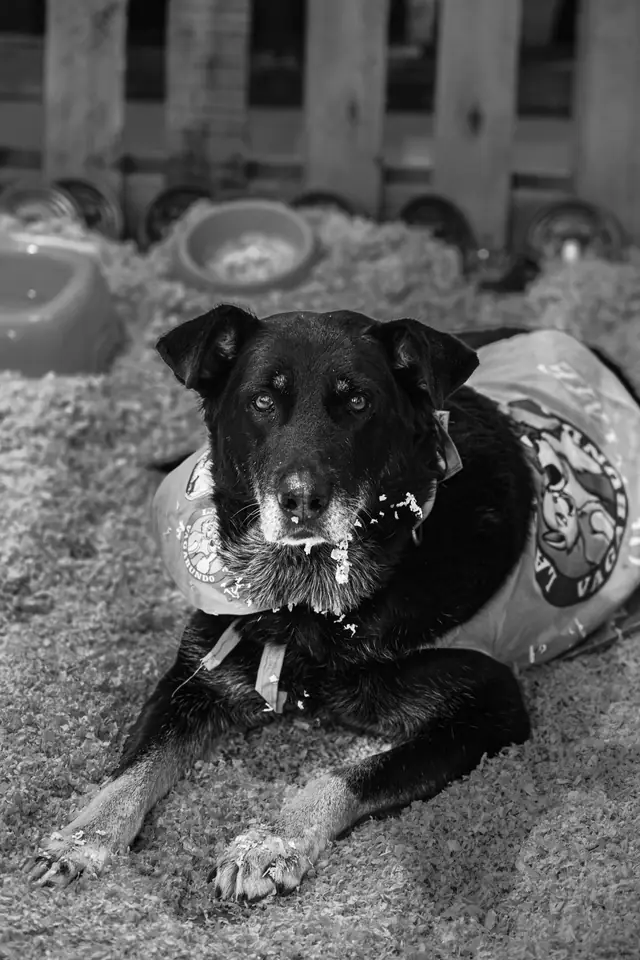 Adopta un Pana, primera edición · foto 38