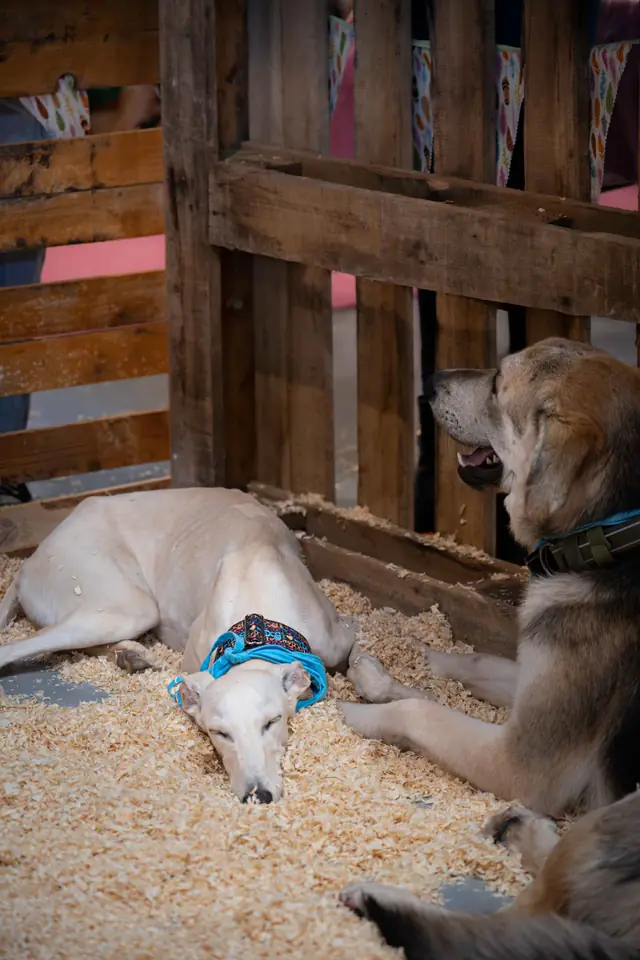 Adopta un Pana, primera edición · foto 42