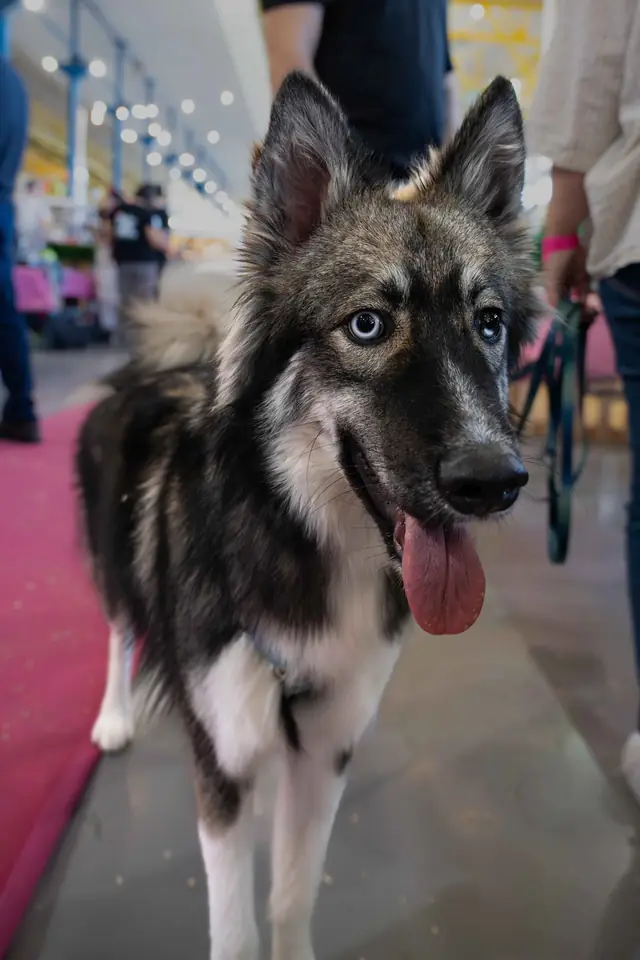 Adopta un Pana, primera edición · foto 46