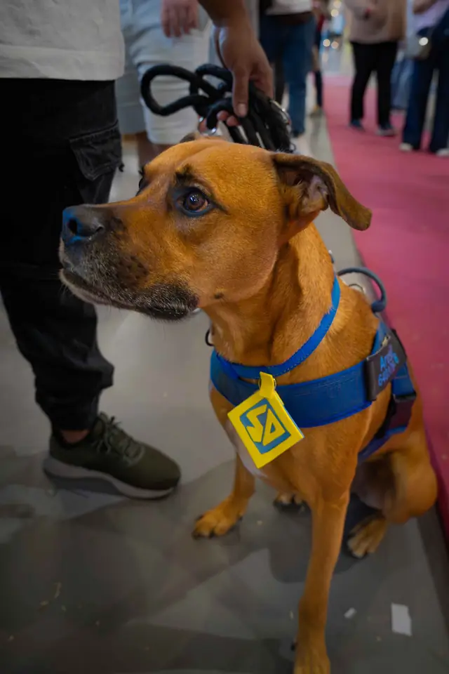 Adopta un Pana, primera edición · foto 47
