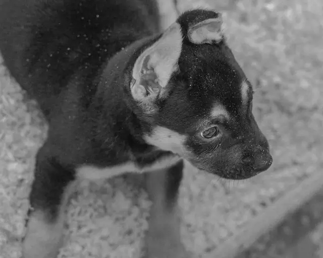Adopta un Pana, primera edición · foto 59
