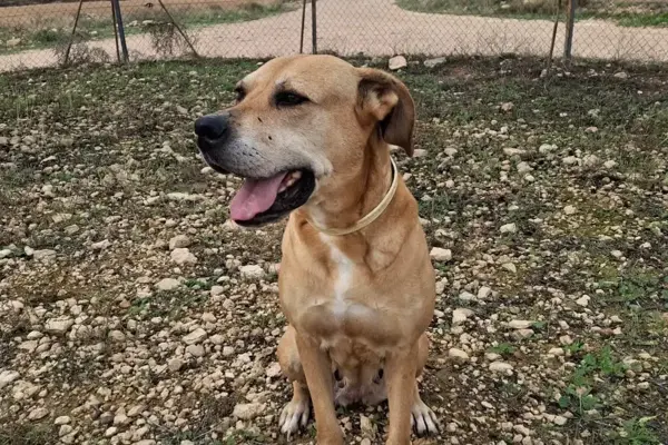 Nena