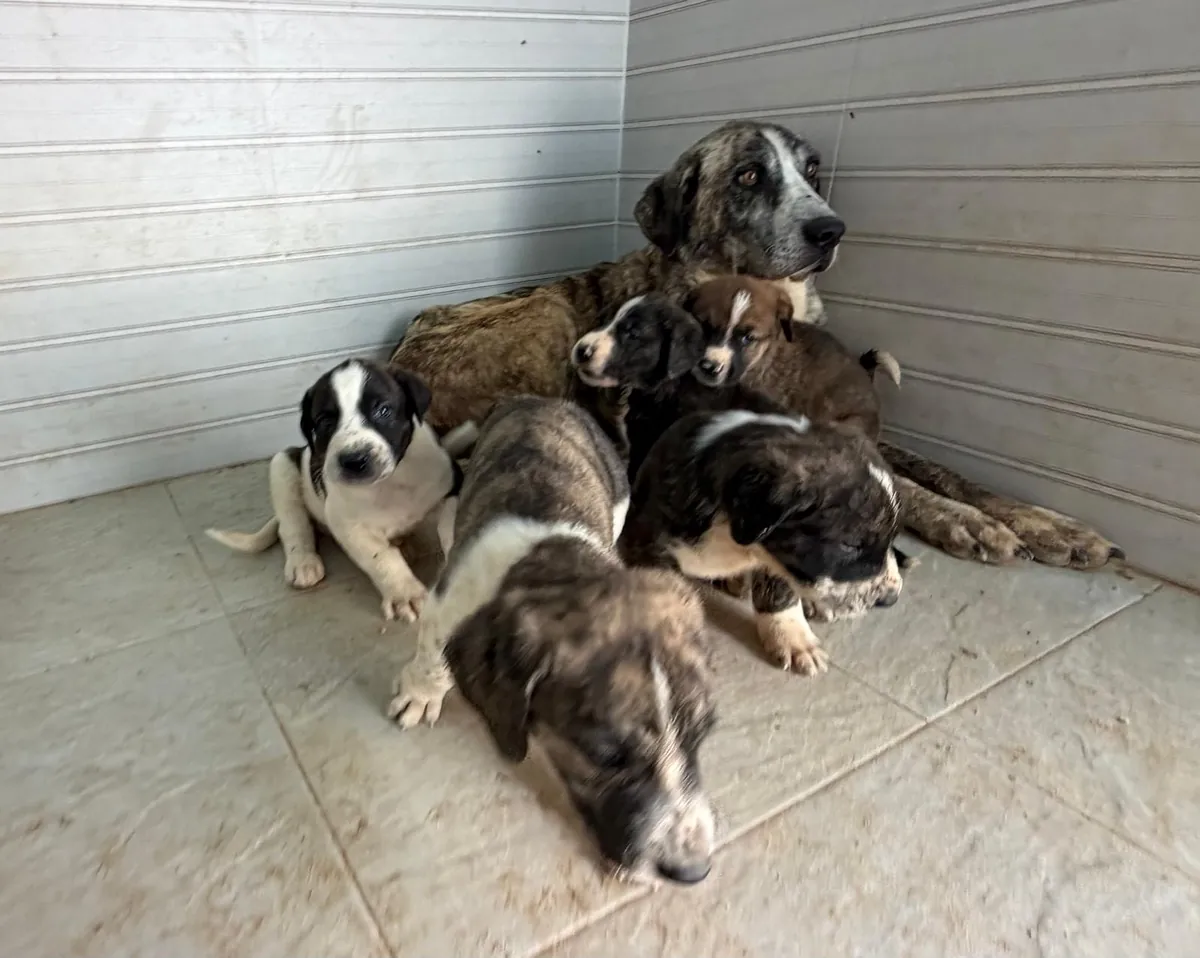 Bigmon y los peques