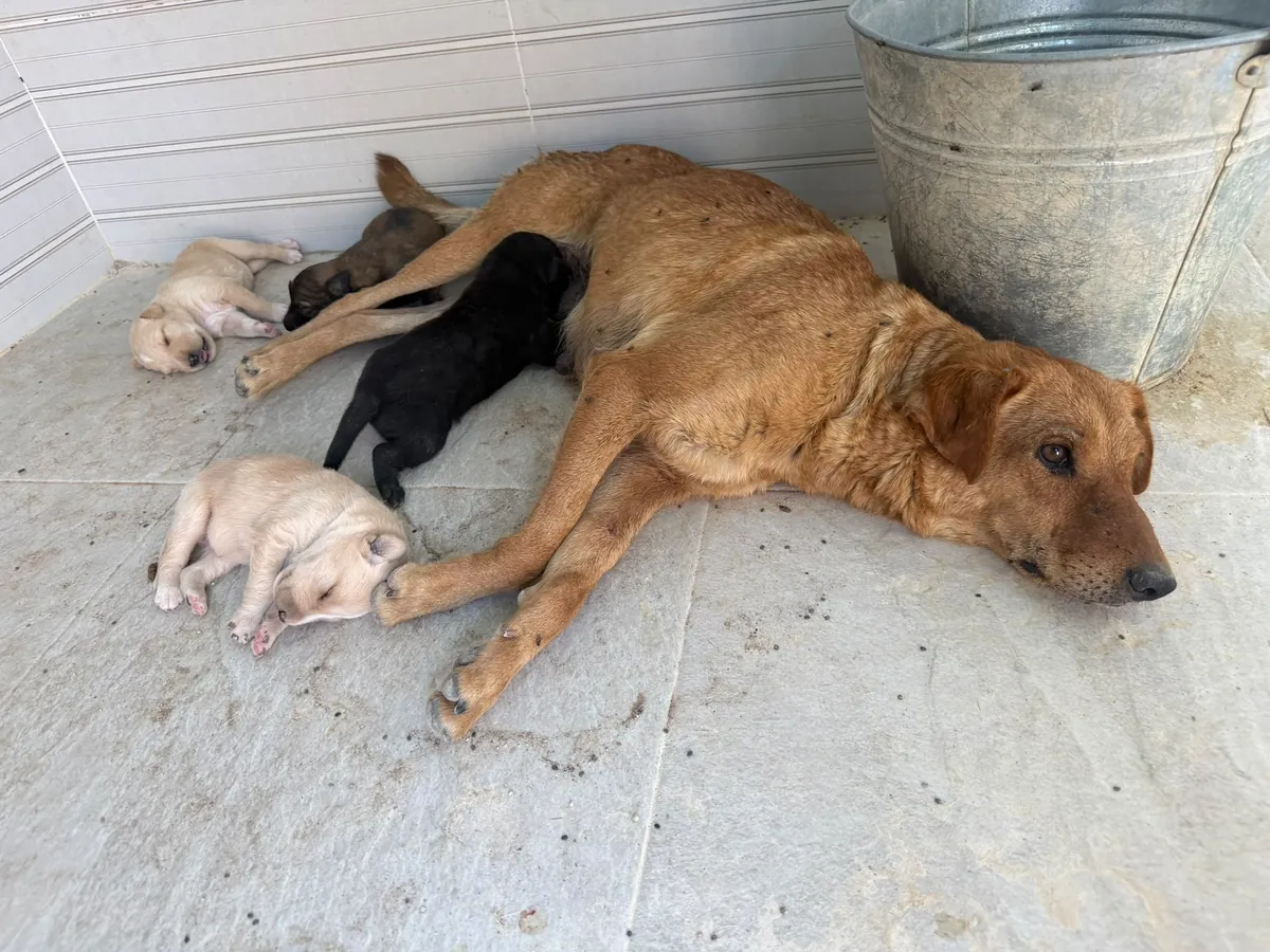 Mofeta y sus peques